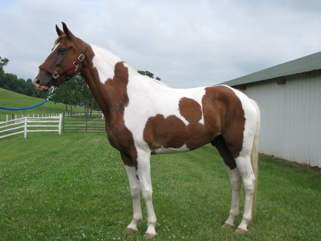 Spotted Saddle Horses | Sachs Family Farm